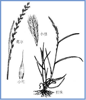 2025年4月新疆自考06508《草坪管理》章节串讲：草坪草（第三章）(图3)