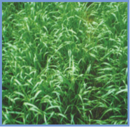 2025年4月新疆自考06508《草坪管理》章节串讲：草坪草（第三章）(图4)