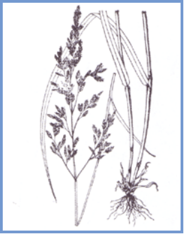 2025年4月新疆自考06508《草坪管理》章节串讲：草坪草（第三章）(图5)