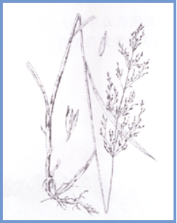 2025年4月新疆自考06508《草坪管理》章节串讲：草坪草（第三章）(图7)