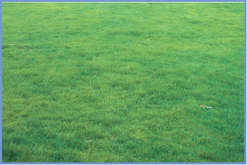 2025年4月新疆自考06508《草坪管理》章节串讲：草坪草（第三章）(图6)