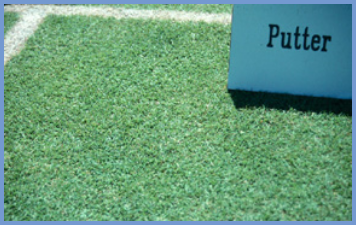 2025年4月新疆自考06508《草坪管理》章节串讲：草坪草（第三章）(图8)