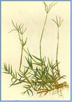 2025年4月新疆自考06508《草坪管理》章节串讲：草坪草（第三章）(图9)