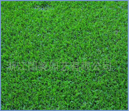 2025年4月新疆自考06508《草坪管理》章节串讲：草坪草（第三章）(图10)