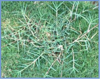 2025年4月新疆自考06508《草坪管理》章节串讲：草坪草（第三章）(图11)