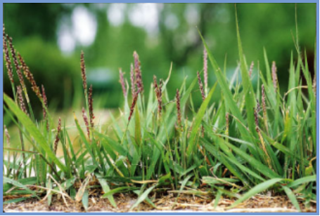 2025年4月新疆自考06508《草坪管理》章节串讲：草坪草（第三章）(图12)