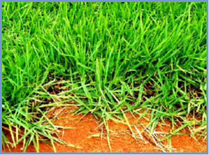 2025年4月新疆自考06508《草坪管理》章节串讲：草坪草（第三章）(图13)