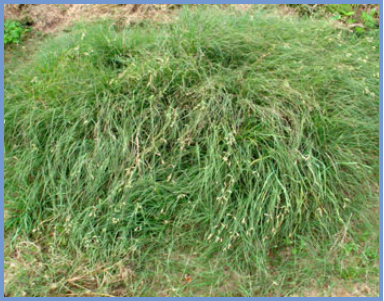 2025年4月新疆自考06508《草坪管理》章节串讲：草坪草（第三章）(图14)