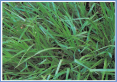 2025年4月新疆自考06508《草坪管理》章节串讲：草坪草（第三章）(图15)