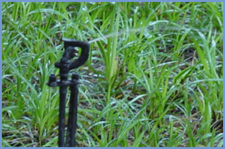 2025年4月新疆自考06508《草坪管理》章节串讲：草坪养护管理（第五章）(图7)