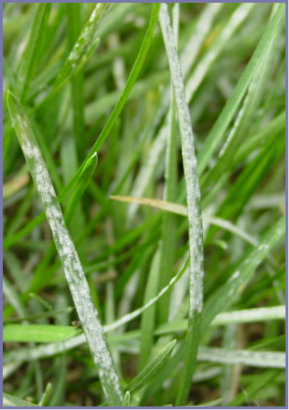 2025年4月新疆自考06508《草坪管理》章节串讲：草坪保护（第六章）(图1)