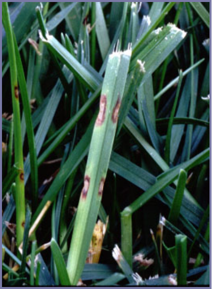 2025年4月新疆自考06508《草坪管理》章节串讲：草坪保护（第六章）(图2)