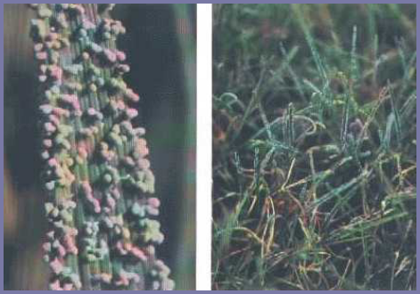 2025年4月新疆自考06508《草坪管理》章节串讲：草坪保护（第六章）(图3)